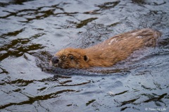 Beaver released into Glen Affric